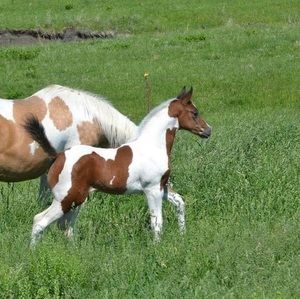 Meet your Posher, David n janna